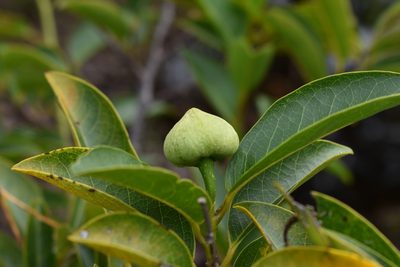 Annona glabra, photographed by Michelle Sevcovas