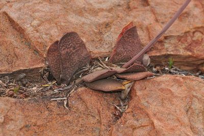 Gasteria disticha, photographed by Andrew Hankey
