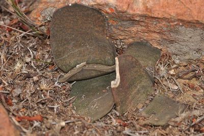 Gasteria disticha, photographed by Andrew Hankey
