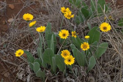 Gerbera aurantiaca, photographed by Andrew Hankey