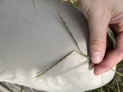 Paspalum pubiflorum, photographed by Haley Daniels