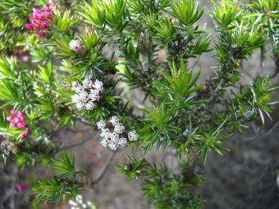 Metalasia tricolor, photographed by Di Turner