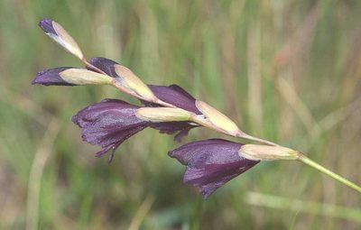 Gladiolus woodii, photographed by Andrew Hankey