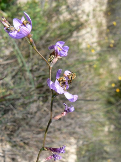 Geissorhiza purpurascens, photographed by Jacques van der Merwe