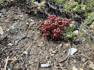 Sedum divergens, photographed by Shaheen Page