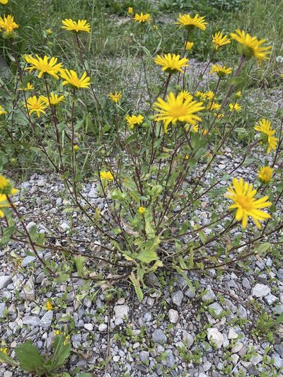 Grindelia scabra, photographed by CK2AZ