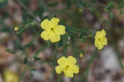 Menodora scabra, photographed by Mike Ostrowski