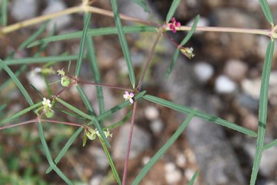 Euphorbia florida, photographed by Mike Ostrowski