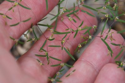 Euphorbia gracillima, photographed by Mike Ostrowski
