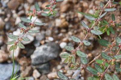 Euphorbia abramsiana, photographed by Mike Ostrowski
