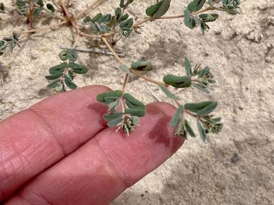 Euphorbia serrula, photographed by CK2AZ