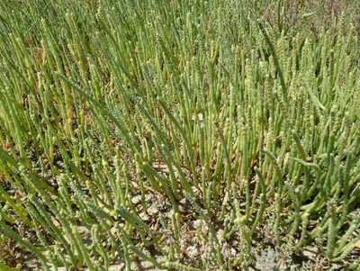 Salicornia perennis, photographed by Kai Squires