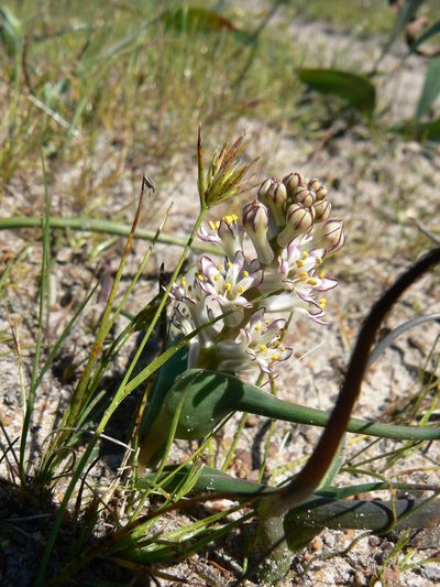Wurmbea inusta, photographed by Jacques van der Merwe