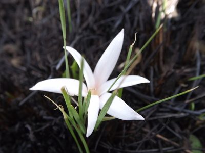 Apodolirion buchananii, photographed by Andrew Deacon