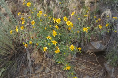 Heliomeris multiflora, photographed by Henggang Cui