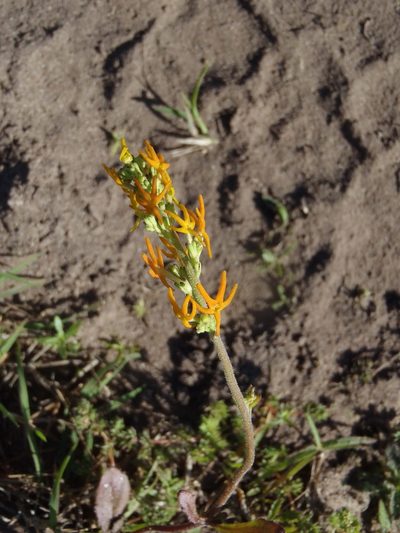 Manulea obovata, photographed by Nicola van Berkel