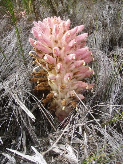 Hyobanche robusta, photographed by Nicola van Berkel