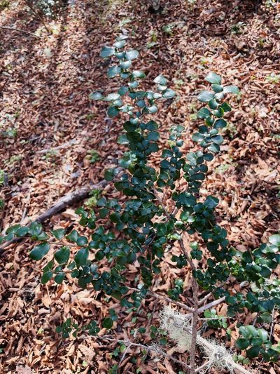 Azara microphylla, photographed by Francisco E. Fonturbel