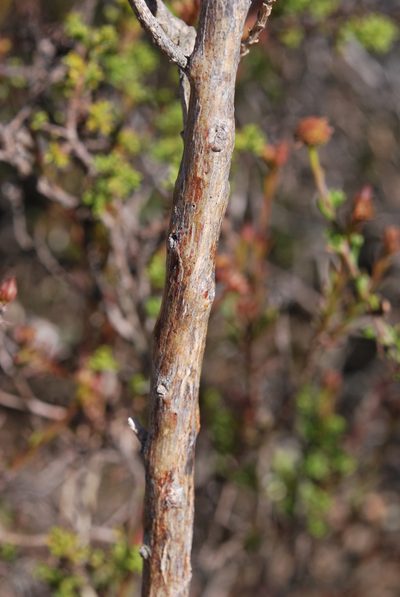 Lessertia margaritacea, photographed by Charles Stirton