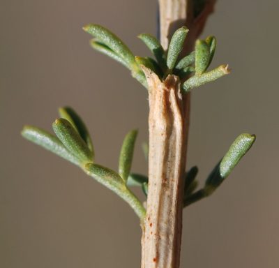 Lessertia margaritacea, photographed by Charles Stirton