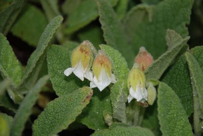 Hermannia geniculata, photographed by Andrew Hankey