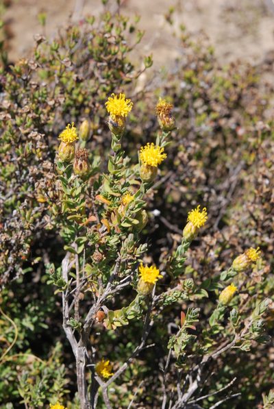 Pteronia oppositifolia, photographed by Charles Stirton