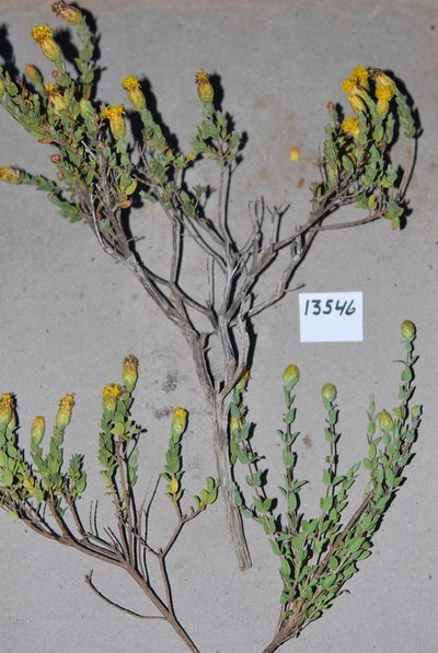 Pteronia oppositifolia, photographed by Charles Stirton