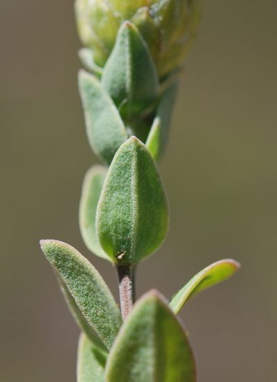 Pteronia oppositifolia, photographed by Charles Stirton