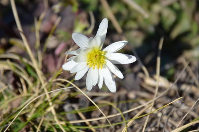 Anemone decapetala, photographed by Lauu