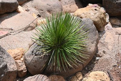 Agave geminiflora, photographed by Dante S. Figueroa