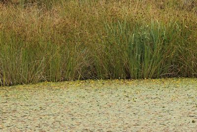Nymphoides peltata, photographed by Charlie Farrell