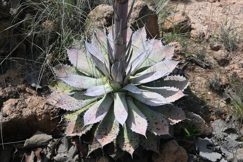 Agave guadalajarana, photographed by Dante S. Figueroa