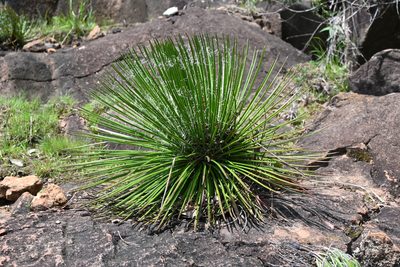 Agave geminiflora, photographed by Dante S. Figueroa