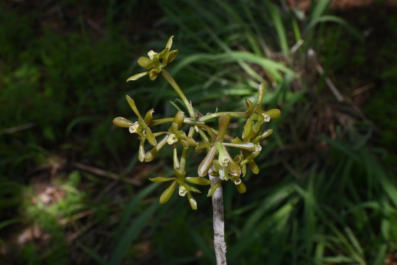 Epidendrum rosilloi, photographed by Dante S. Figueroa