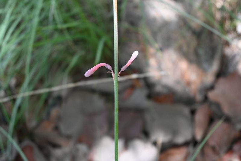 Agave zapopanensis, photographed by Dante S. Figueroa