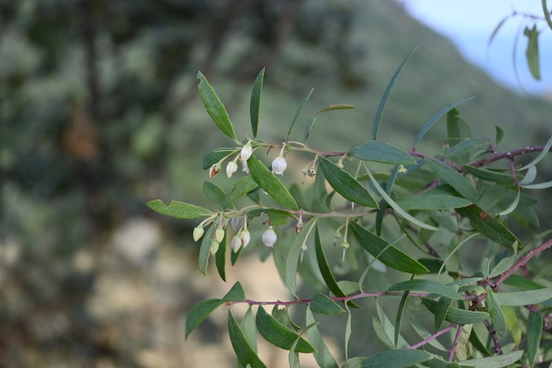 Vaccinium stenophyllum, photographed by Dante S. Figueroa