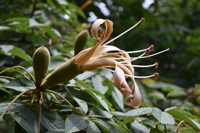 Ceiba aesculifolia, photographed by Dante S. Figueroa