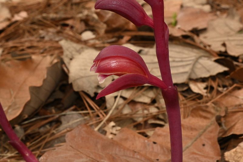 Bletia brevicaulis, photographed by Dante S. Figueroa