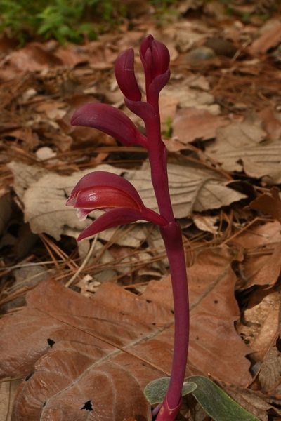 Bletia brevicaulis, photographed by Dante S. Figueroa