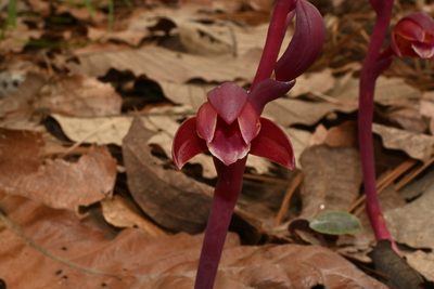 Bletia brevicaulis, photographed by Dante S. Figueroa