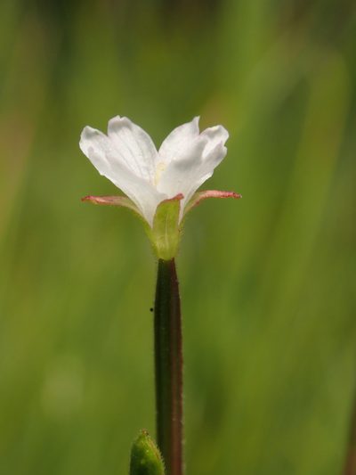 Epilobium howellii, photographed by Scott Yarger