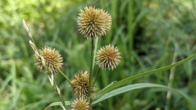 Cyperus echinatus, photographed by john_hall