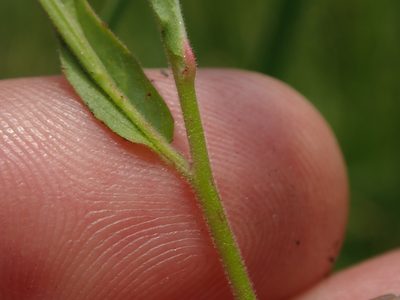 Epilobium howellii, photographed by Scott Yarger