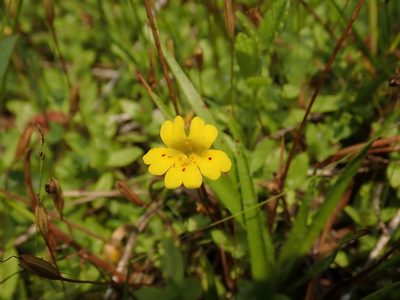 Erythranthe primuloides, photographed by Scott Yarger