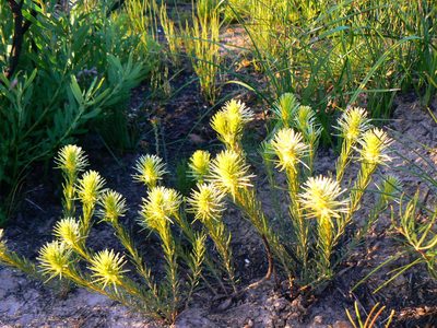 Phylica velutina, photographed by Di Turner