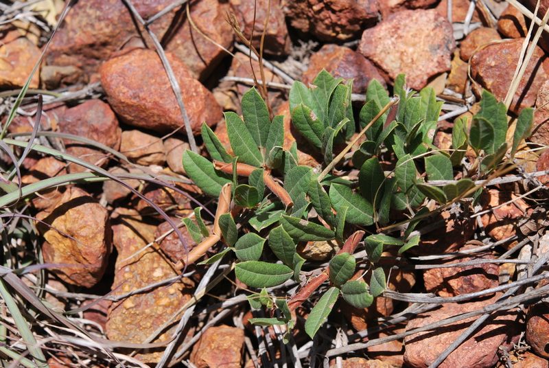 Rhynchosia ciliata, photographed by Charles Stirton