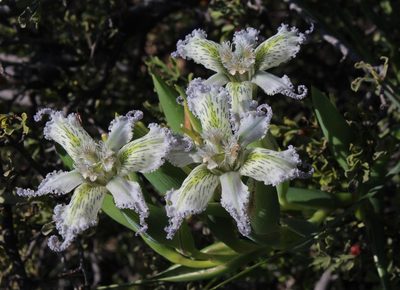 Ferraria ferrariola, photographed by Tony Rebelo