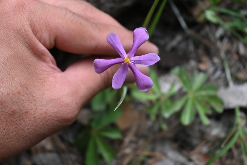 Nemastylis tenuis, photographed by Dante S. Figueroa
