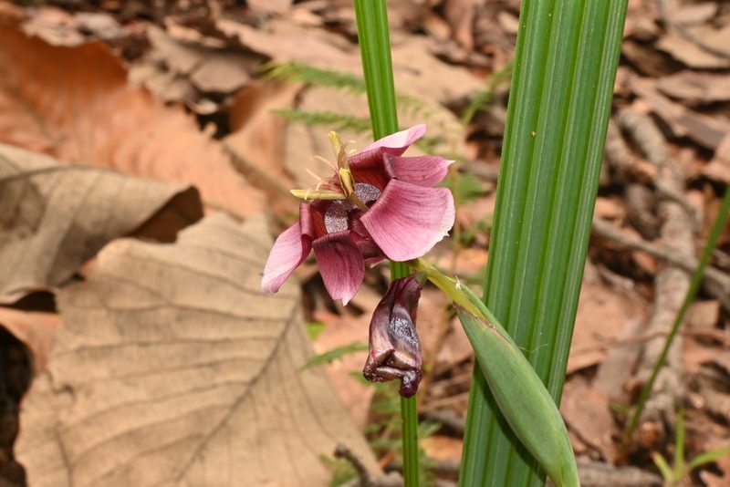 Tigridia multiflora, photographed by Dante S. Figueroa