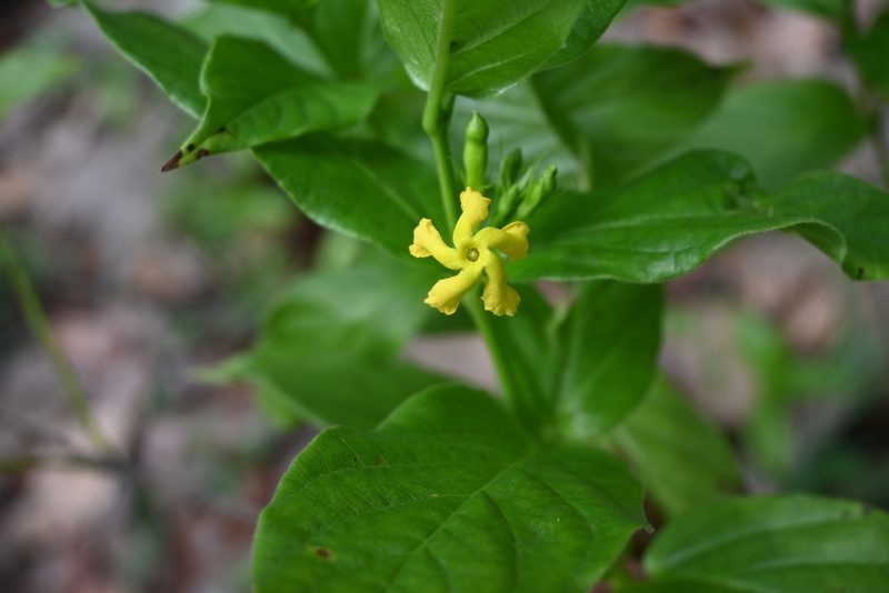 Mandevilla foliosa, photographed by Dante S. Figueroa